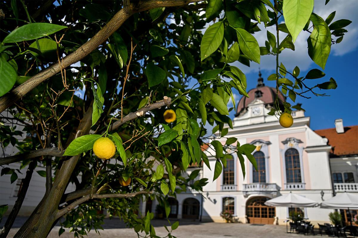 2026. Outdoor summer programs at the Royal Palace of Gödöllő